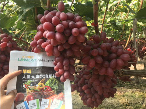 水溶肥，拉姆拉