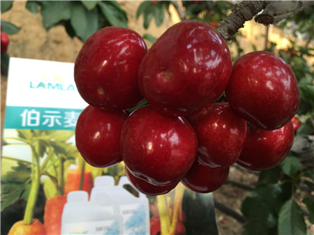 生根劑，微生物菌劑，拉姆拉，伯示麥