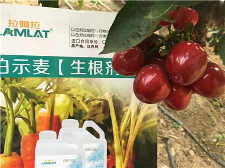 生根劑，微生物菌劑，拉姆拉，伯示麥