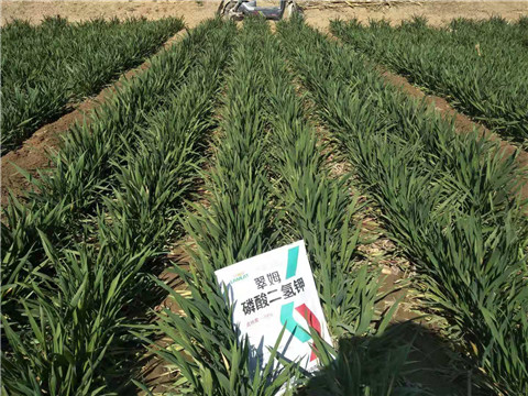 磷酸二氫鉀，葉面肥，拉姆拉