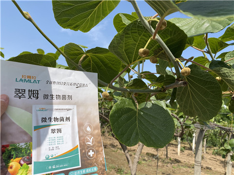 微生物菌劑，拉姆拉