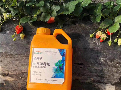 根碧多，微生物菌劑，拉姆拉