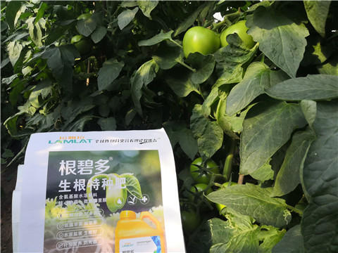 根碧多，拉姆拉