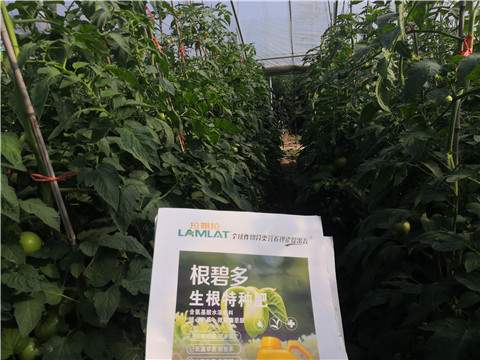 根碧多，拉姆拉