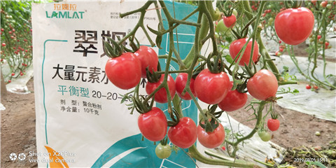 水溶肥，翠姆，拉姆拉