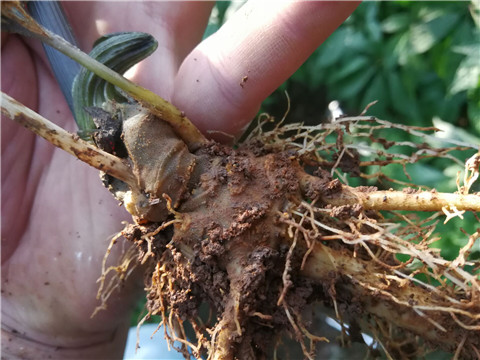 微生物菌劑，翠姆，拉姆拉