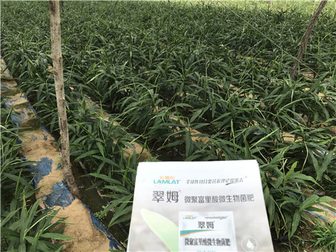 微生物菌劑，翠姆，拉姆拉