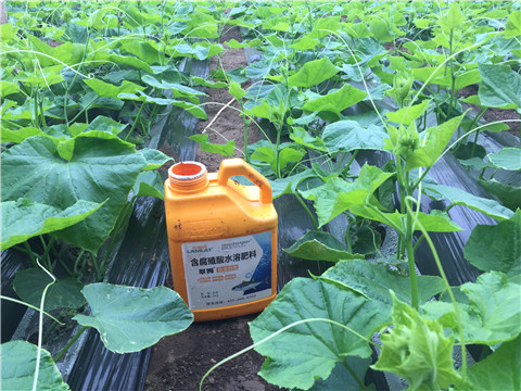 生根劑，魚蛋白水溶肥，拉姆拉