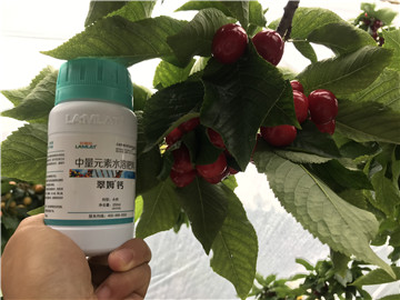 鈣肥，拉姆拉，翠姆