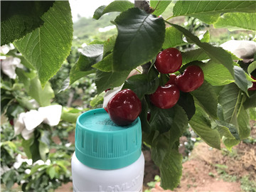 鈣肥，拉姆拉，翠姆