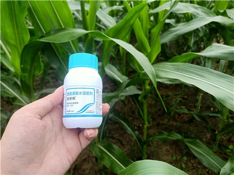 安碧解，拉姆拉