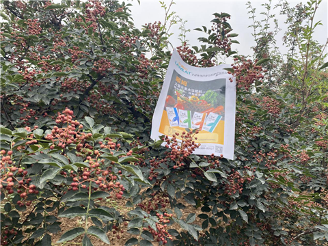 花椒種植，大量元素水溶肥，翠姆