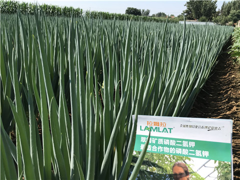 進(jìn)口水溶肥品牌，拉姆拉，翠姆