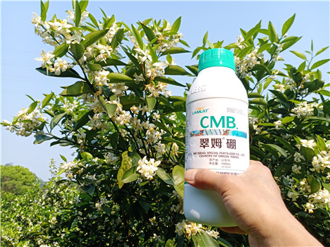 硼肥，拉姆拉，翠姆