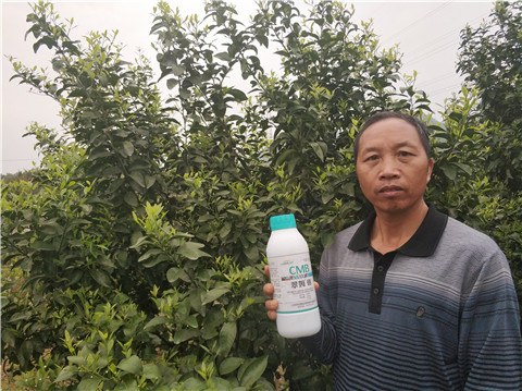 硼肥，拉姆拉，翠姆