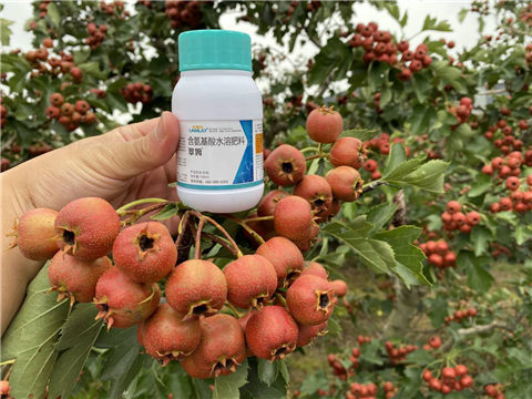 葉面肥，翠姆，拉姆拉