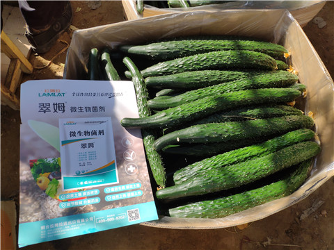 葉面肥，安碧解，除草劑藥害