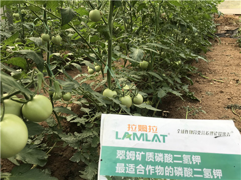 進口水溶肥，拉姆拉，翠姆