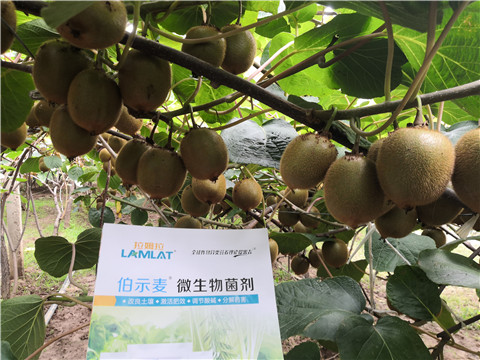 微生物菌劑，生根劑，伯示麥，拉姆拉