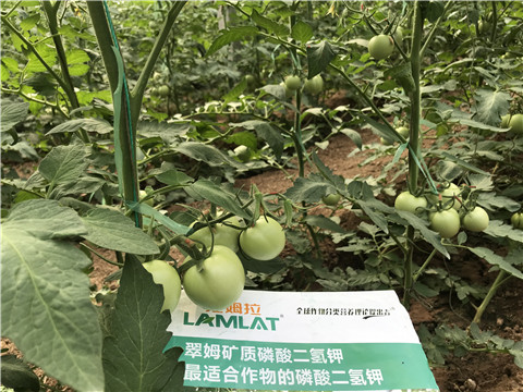 磷酸二氫鉀，拉姆拉，翠姆