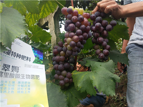 微生物菌劑，拉姆拉，翠姆