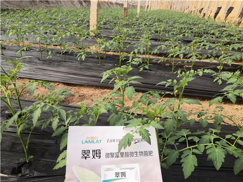 水溶肥，拉姆拉，翠姆