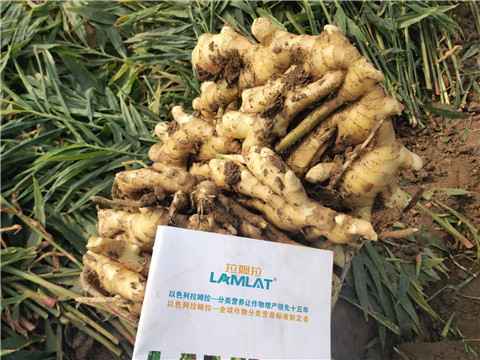 水溶肥，拉姆拉，翠姆