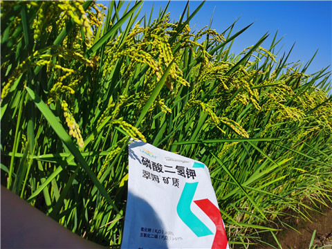 水溶肥，磷酸二氫鉀