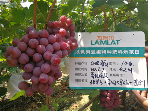 進口水溶肥，拉姆拉，翠姆