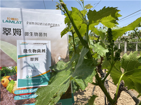 微生物菌劑，拉姆拉，翠姆