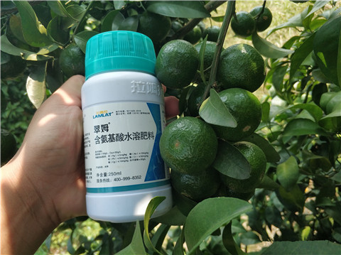 葉面肥，拉姆拉，翠姆