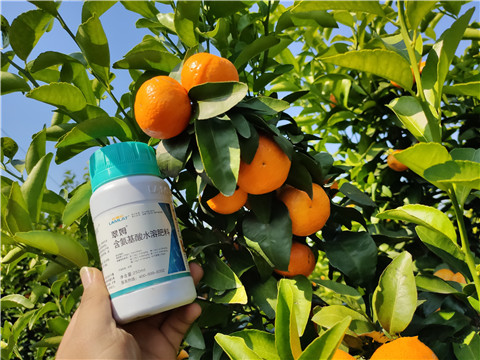 葉面肥，拉姆拉，翠姆