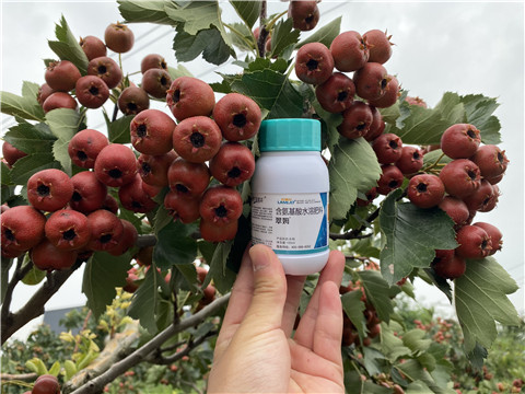 葉面肥，拉姆拉，翠姆