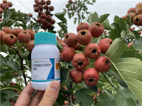 葉面肥，拉姆拉，翠姆