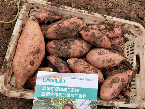 進(jìn)口水溶肥，拉姆拉，翠姆