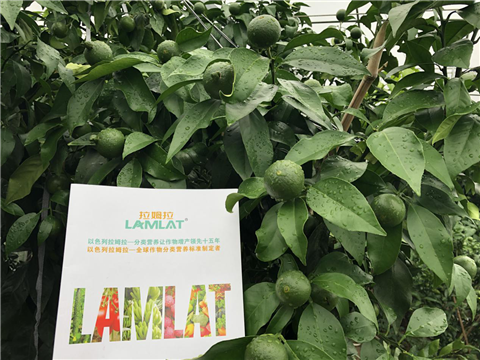 水溶肥，拉姆拉，翠姆