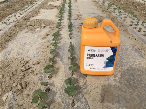 水溶肥，拉姆拉，翠姆
