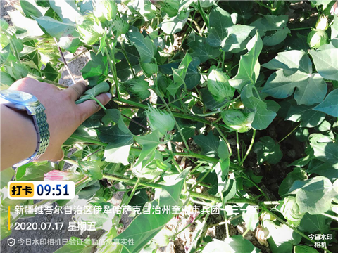 水溶肥，拉姆拉，翠姆