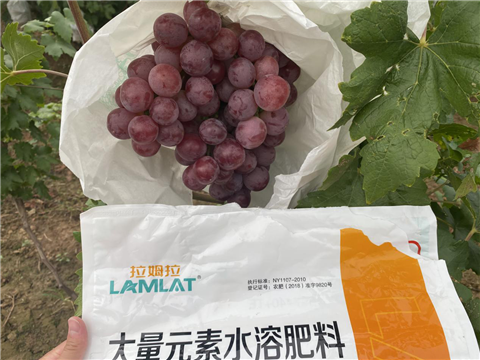 大量元素水溶肥，拉姆拉，翠姆