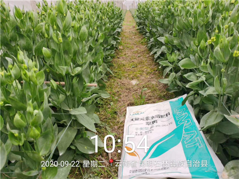 大量元素水溶肥，拉姆拉，翠姆