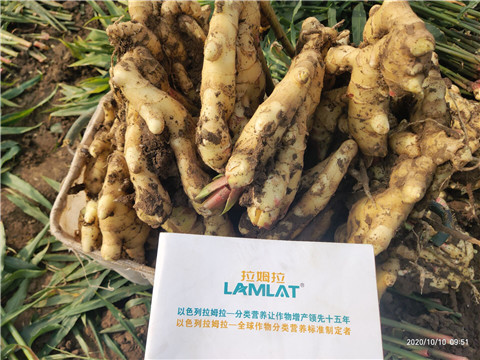 水溶肥，拉姆拉，翠姆