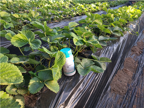 葉面肥，拉姆拉，翠姆