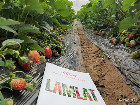 葉面肥，拉姆拉，翠姆