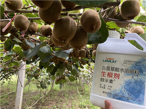 進口水溶肥，拉姆拉，伯示麥