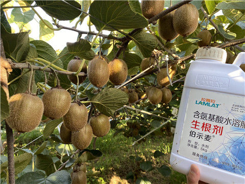 進口水溶肥，拉姆拉，伯示麥