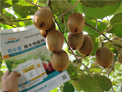 進口水溶肥，拉姆拉，伯示麥