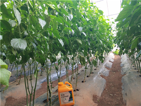 滴灌肥，拉姆拉，翠姆