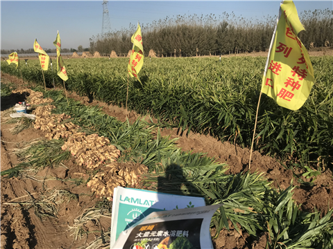 水溶肥，拉姆拉，翠姆