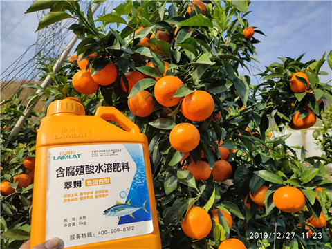 水溶肥，拉姆拉，翠姆