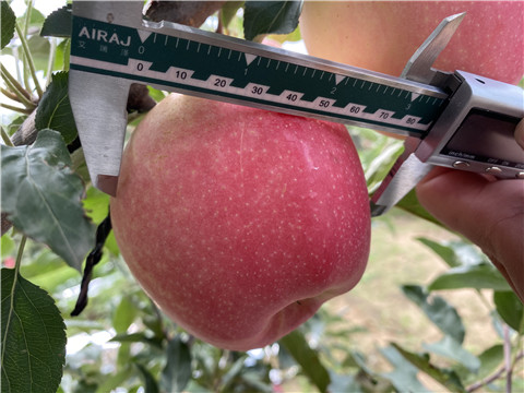 大量元素水溶肥，拉姆拉，翠姆